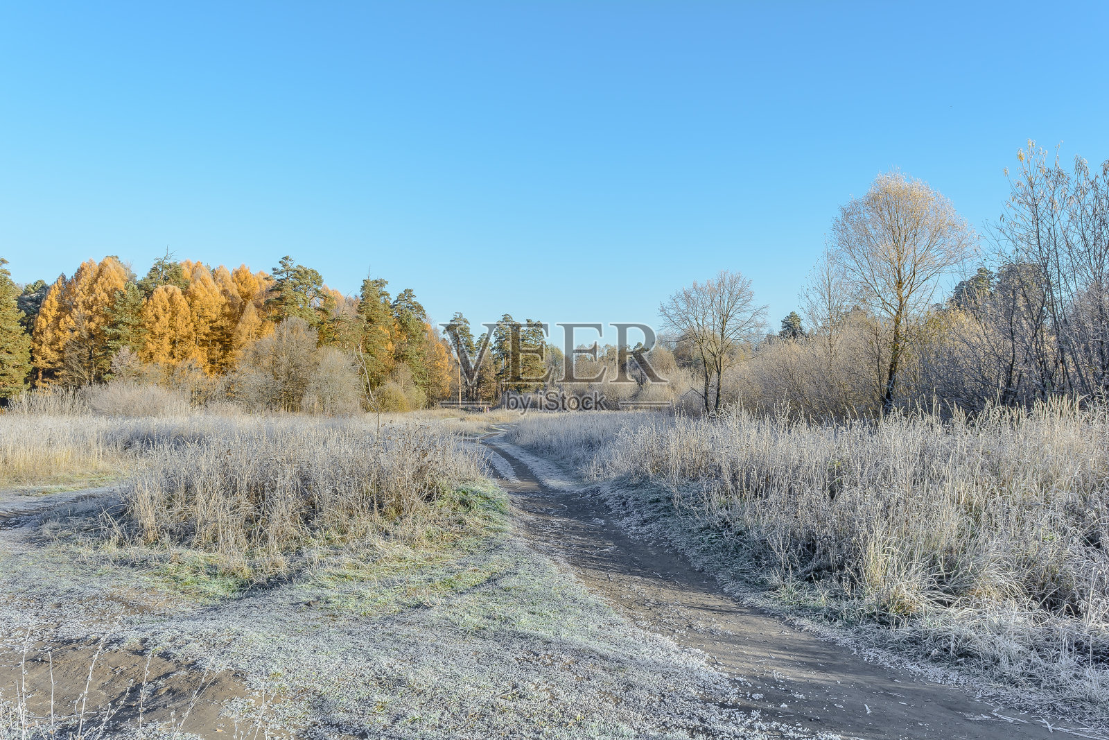 晚秋初霜照片摄影图片
