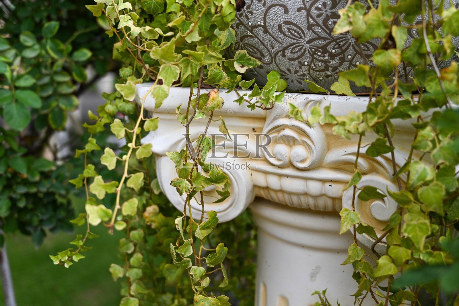 希腊圆柱和花园里的植物。照片摄影图片