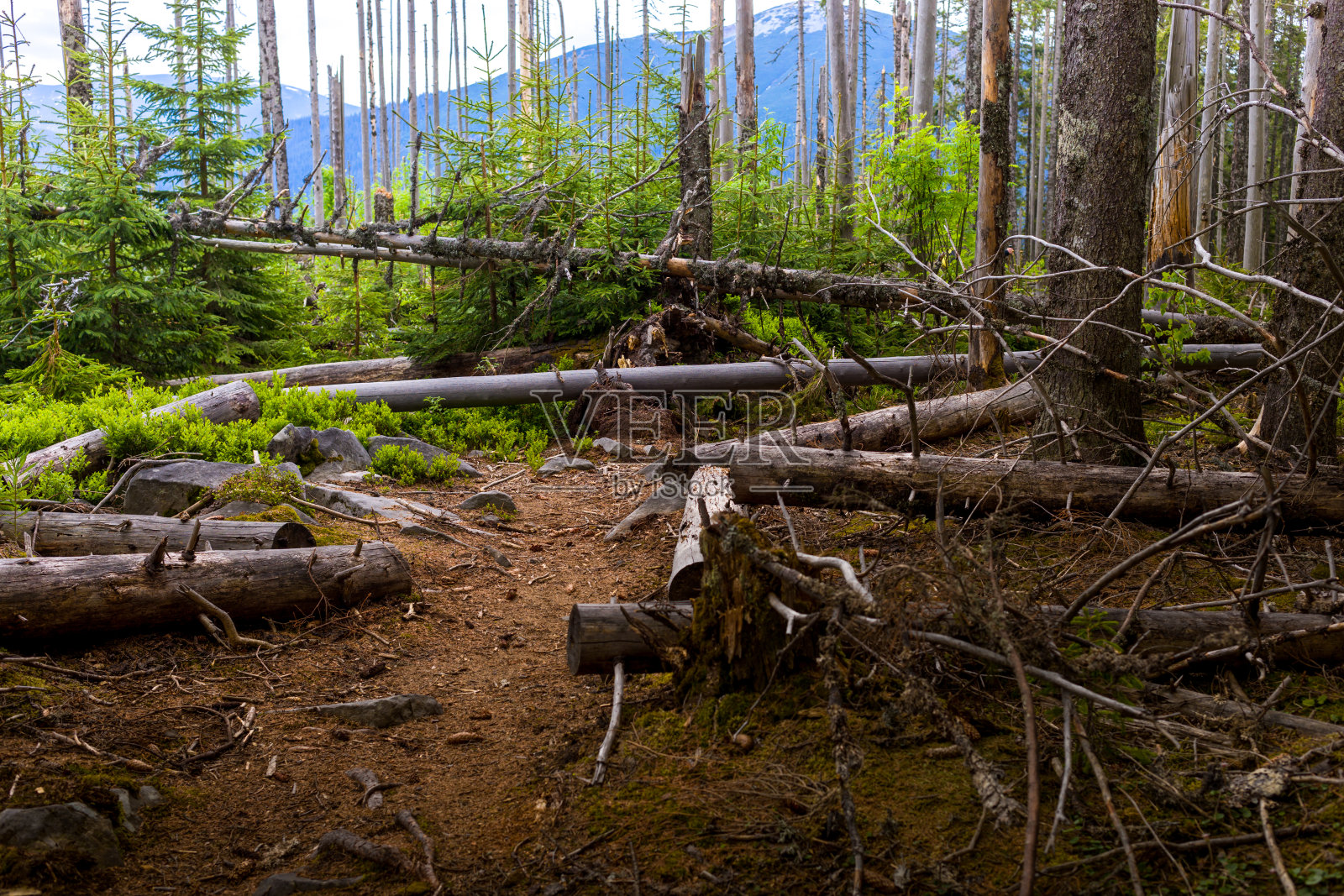 山区森林中砍伐下来的松树照片摄影图片