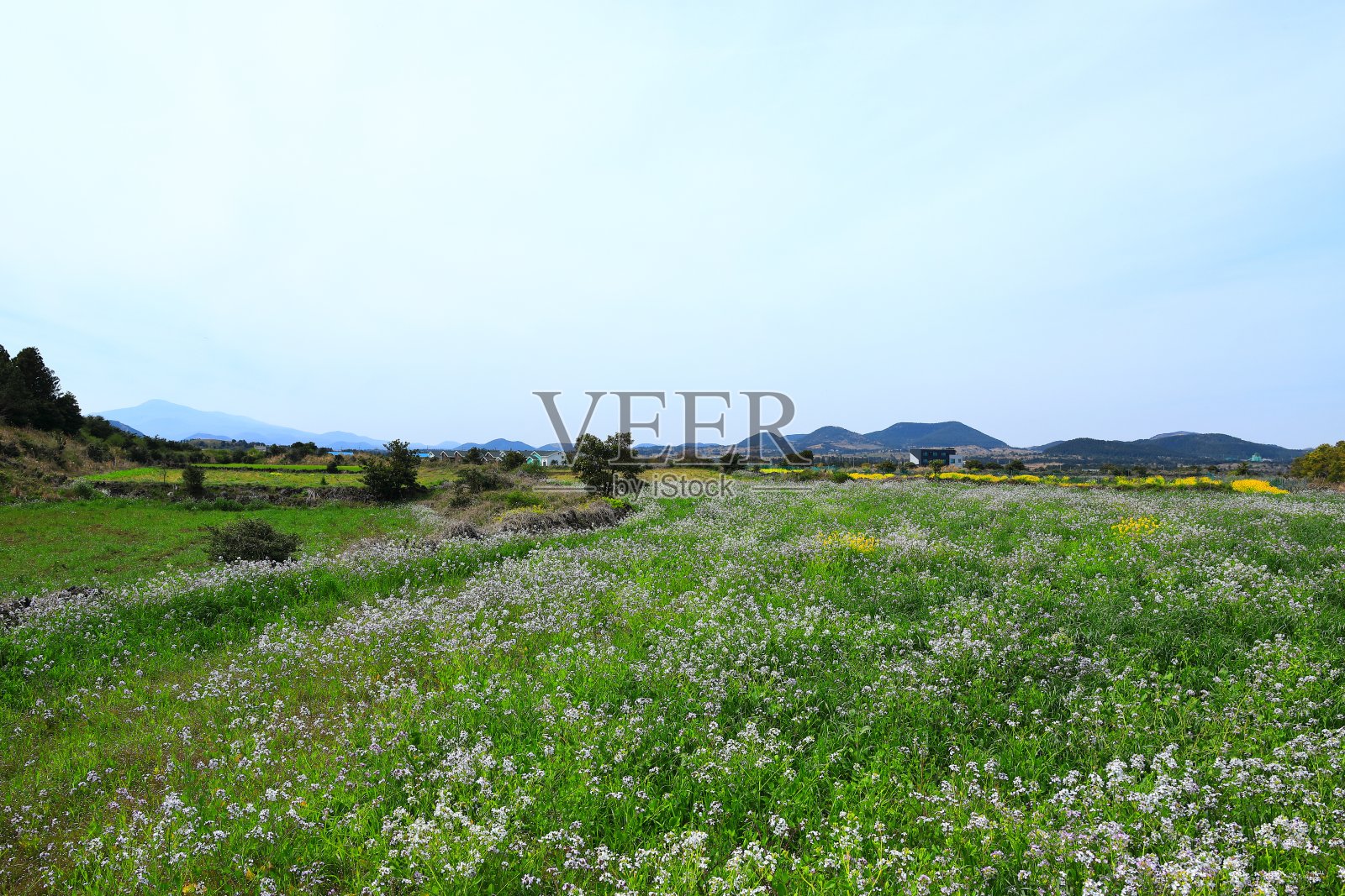 南山日，油菜花，槲寄生花，乡村，照片摄影图片