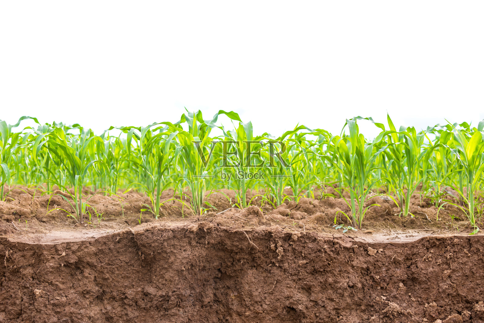 青葱的玉米地，玉米地附近的土质滑动。孤立在白色照片摄影图片