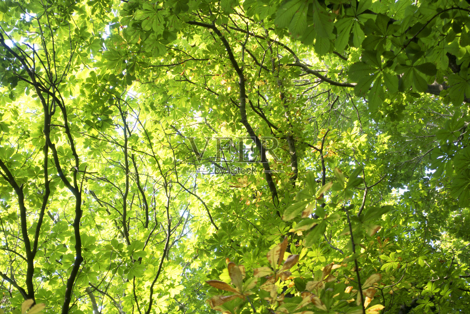 美丽的树，从下面看照片摄影图片