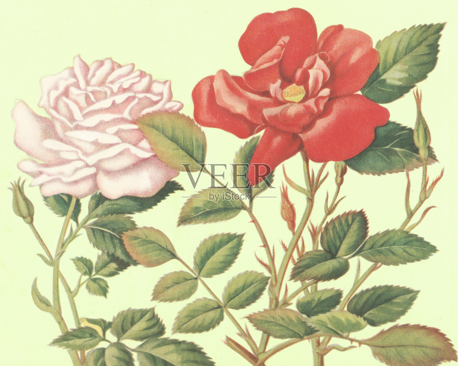 玫瑰插画图片素材