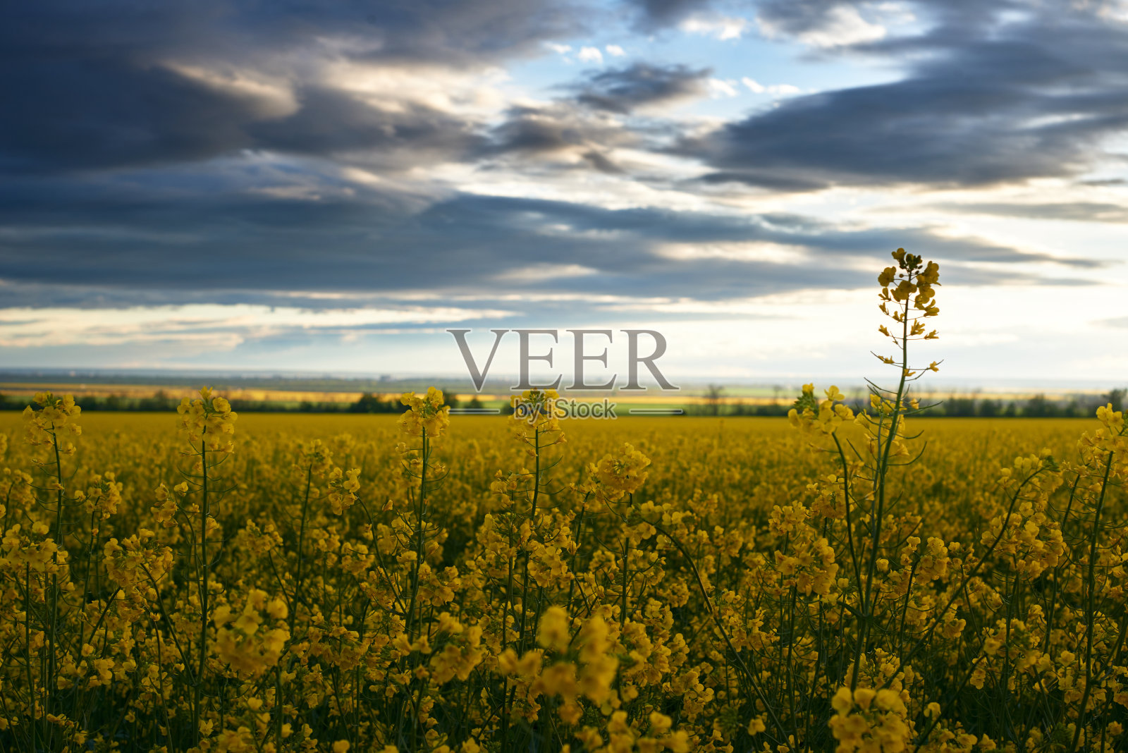 美丽的日落黄花油菜田，明亮的春天景观，黑暗的天空，云彩和阳光照片摄影图片