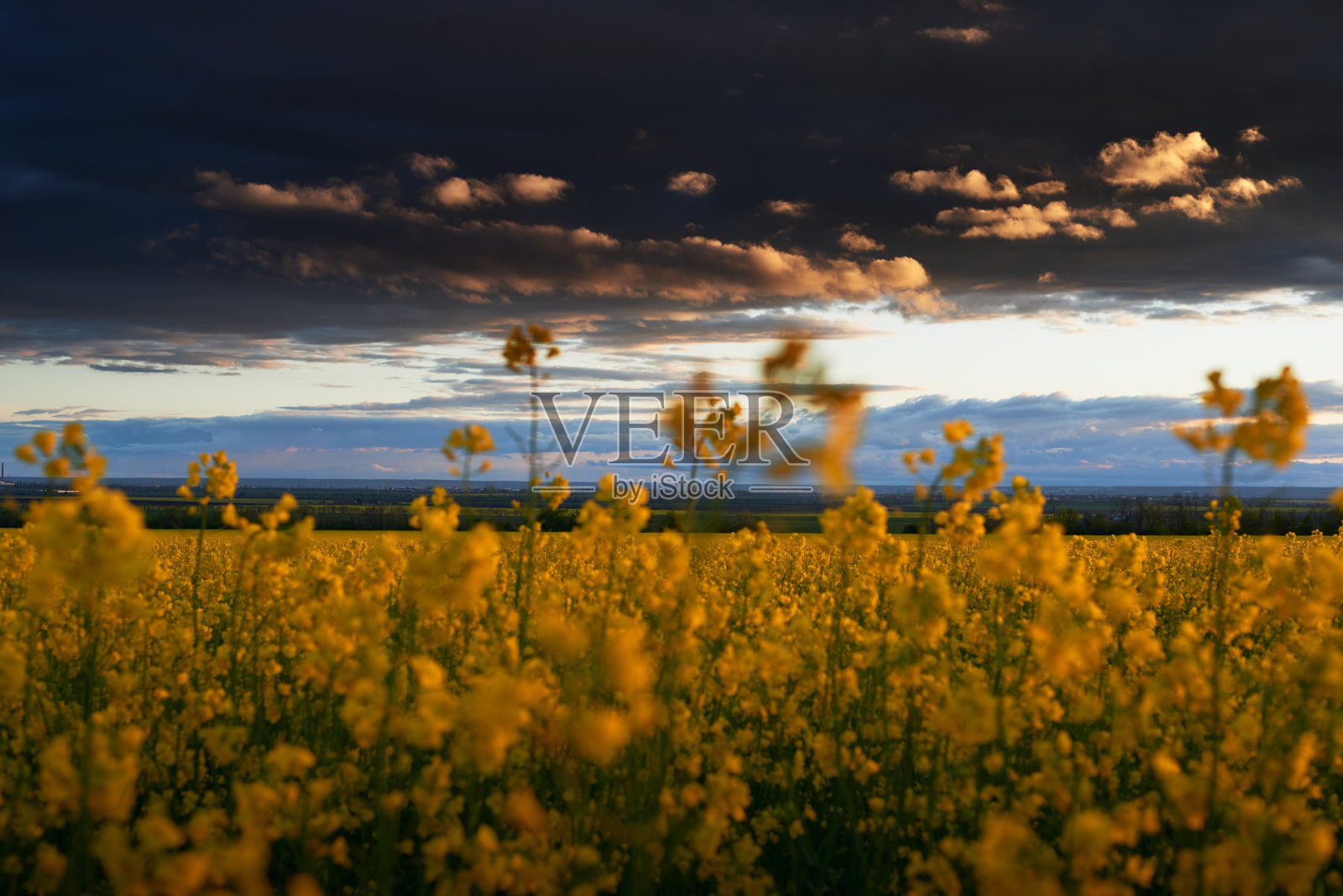 美丽的日落黄花油菜田，明亮的春天景观，黑暗的天空，云彩和阳光照片摄影图片