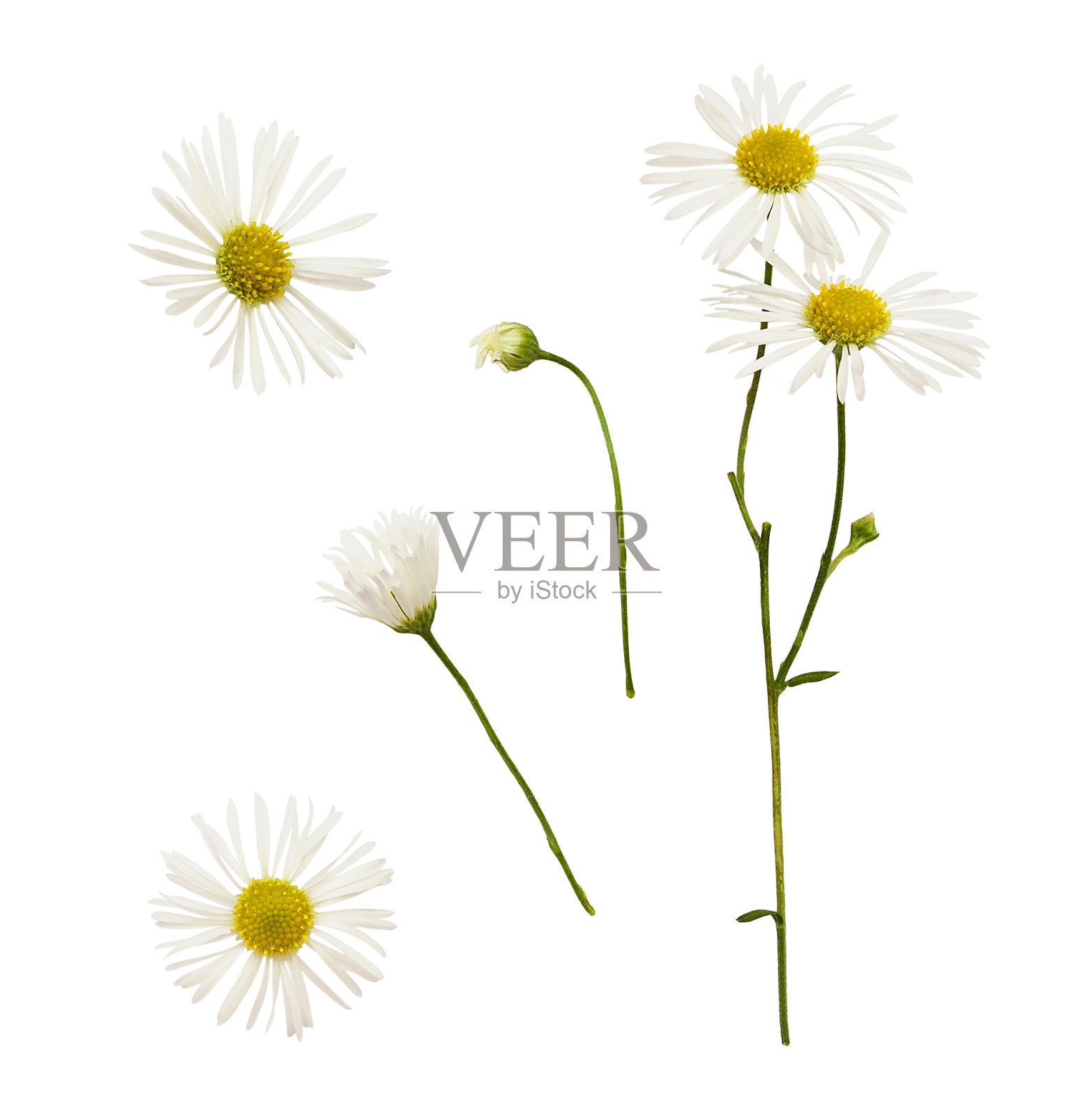 雏菊花朵和花蕾套装照片摄影图片