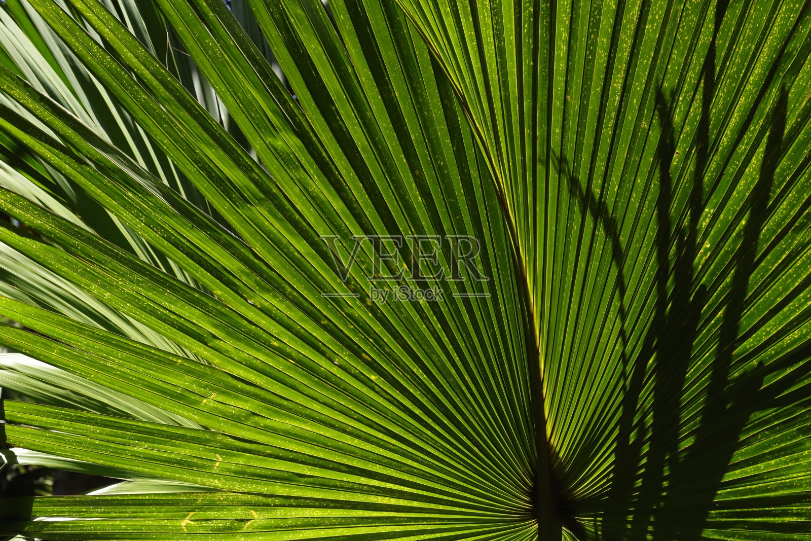 棕榈叶，潘莫斯植物园，毛里求斯，印度洋，非洲照片摄影图片