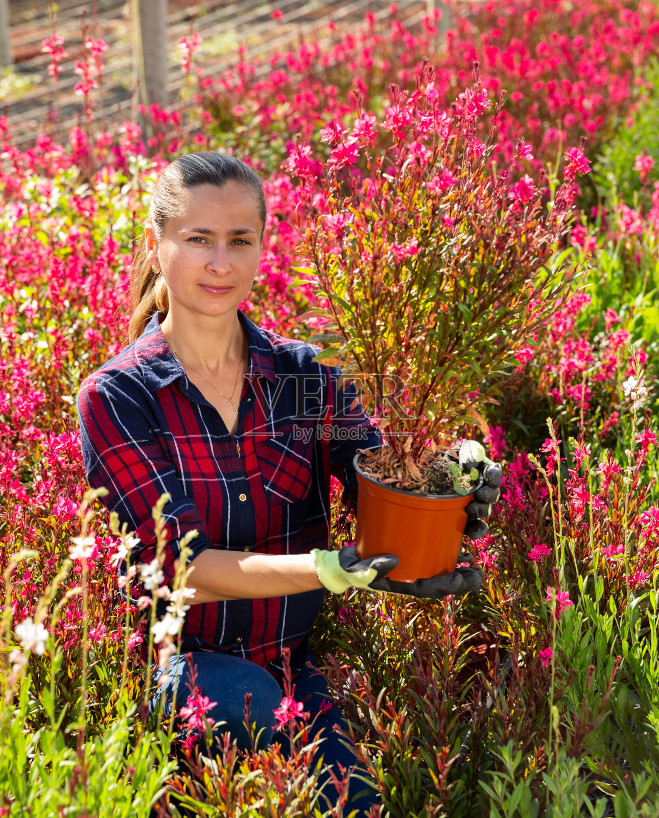 女人检查开花植物照片摄影图片