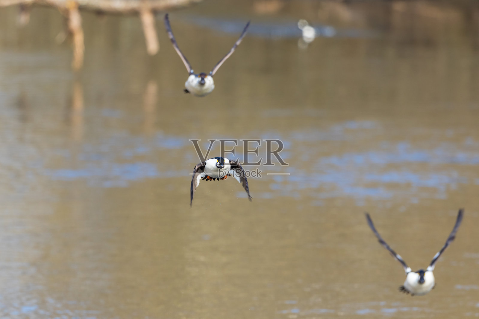 黄金眼在春天飞过水面照片摄影图片