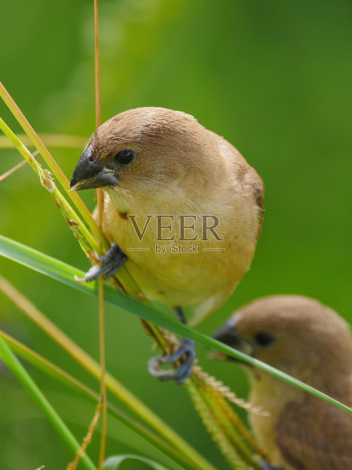 黄福迪鸟在自然环境中觅食照片摄影图片