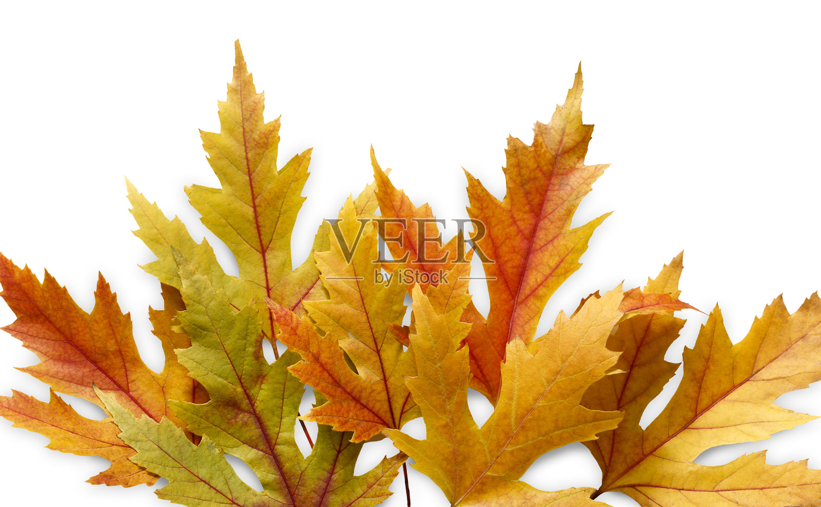 秋天的季节背景，黄色的枫叶照片摄影图片