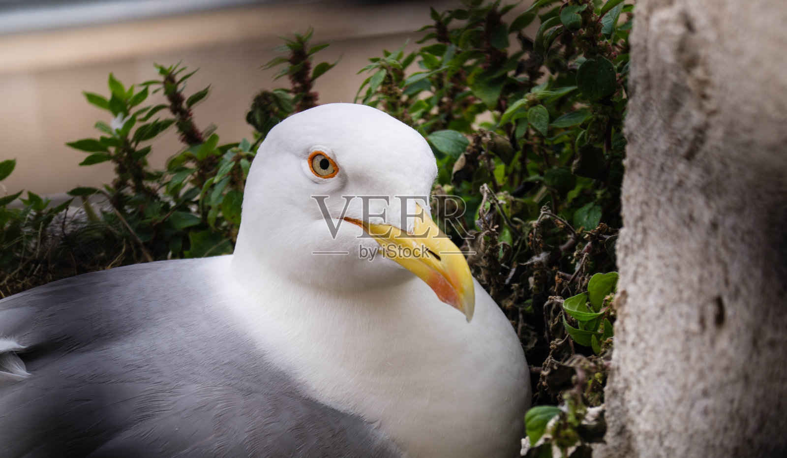 海鸥照片摄影图片