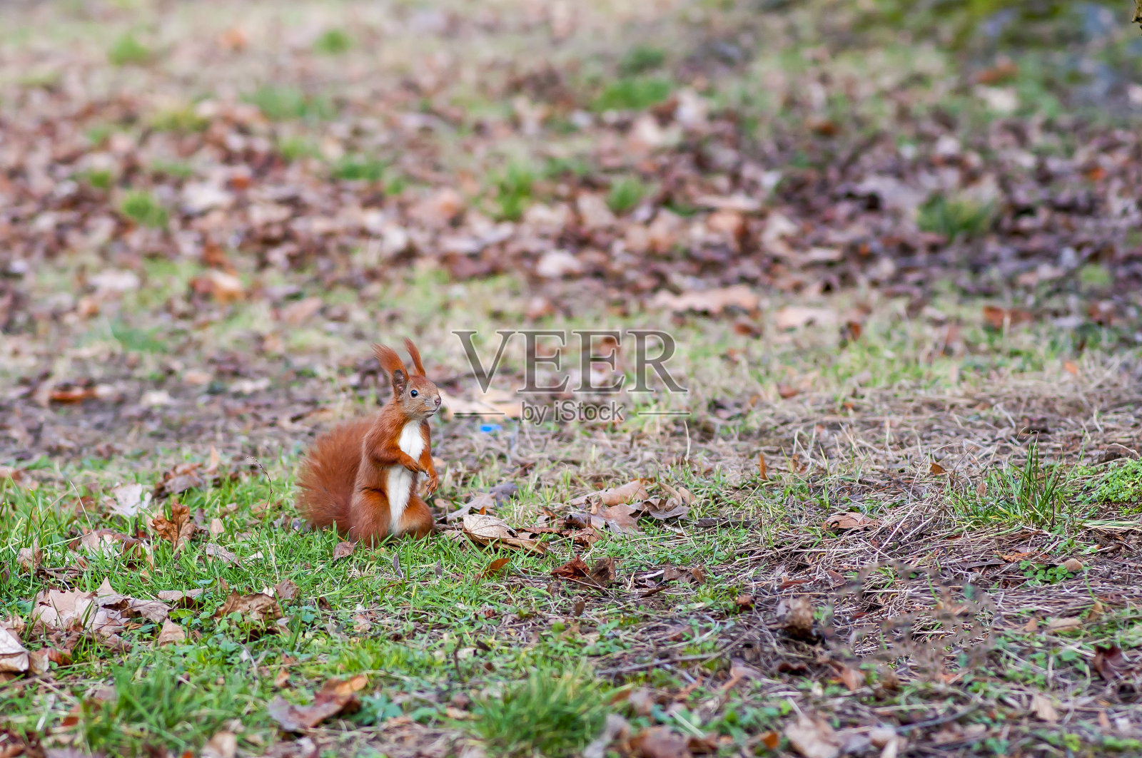 欧亚红松鼠(Sciurus vulgaris)照片摄影图片