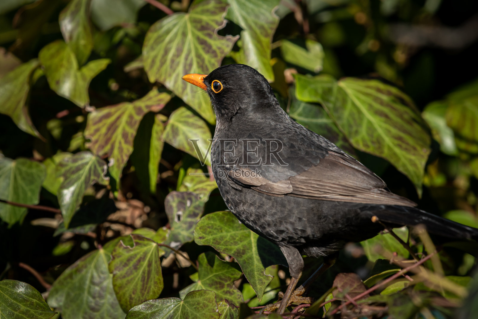 黑鸫栖息在常青藤丛中的雄性黑鸟(黑鸫照片摄影图片