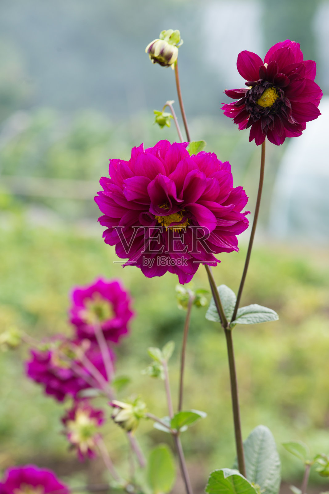 大丽花在花园里照片摄影图片