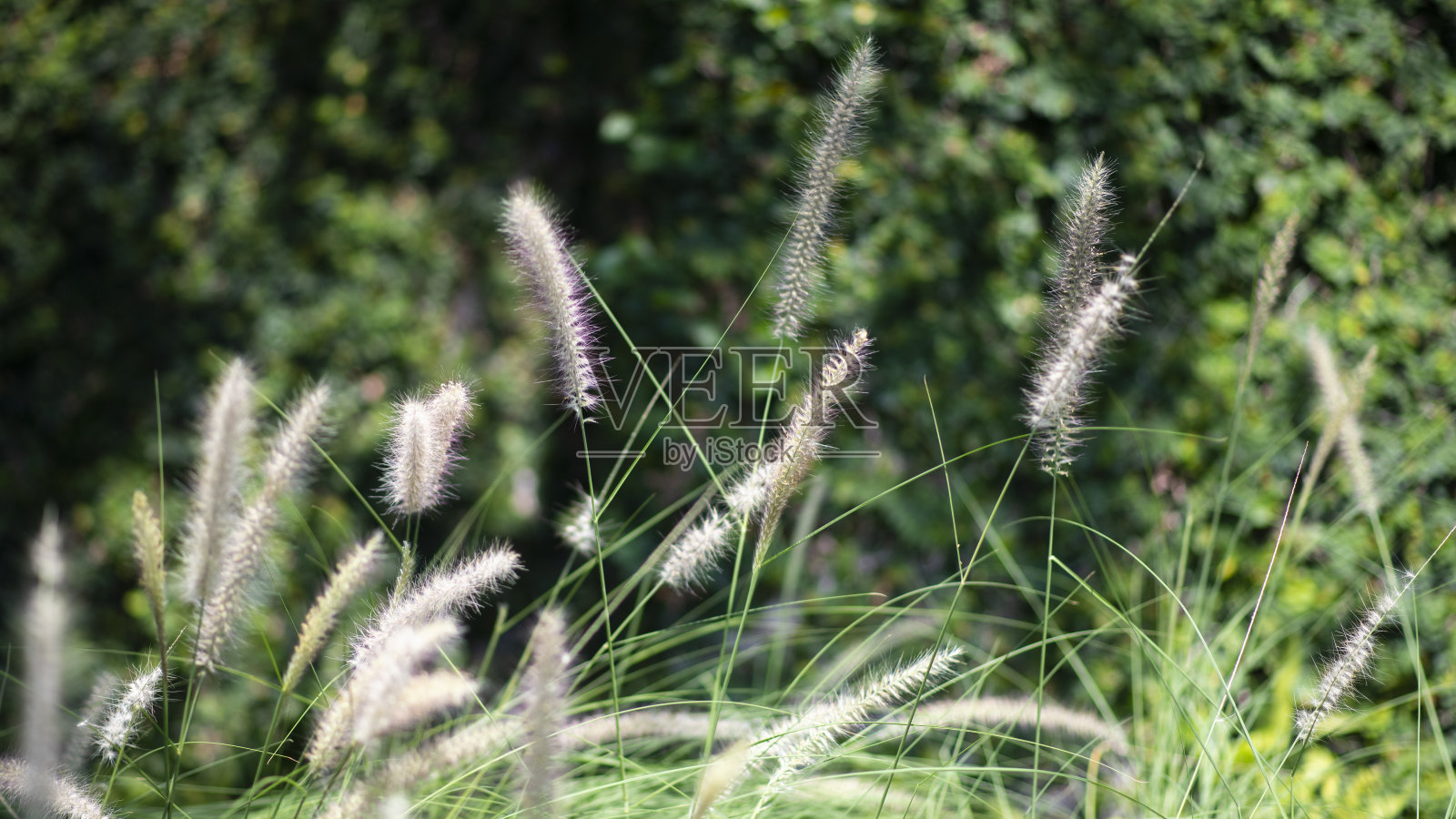 绿色墙壁上的复古白色草花照片摄影图片