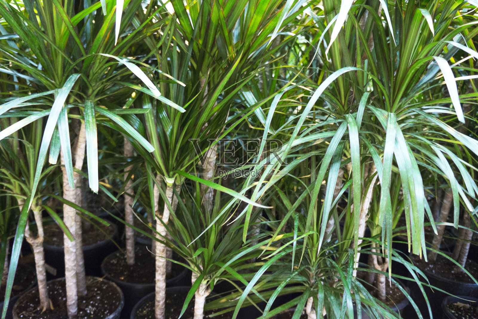 室内植物-树照片摄影图片