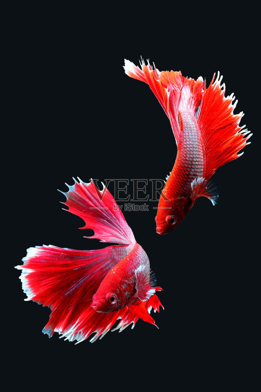 壁纸美丽的微距摄影鱼与黑色的背景照片摄影图片