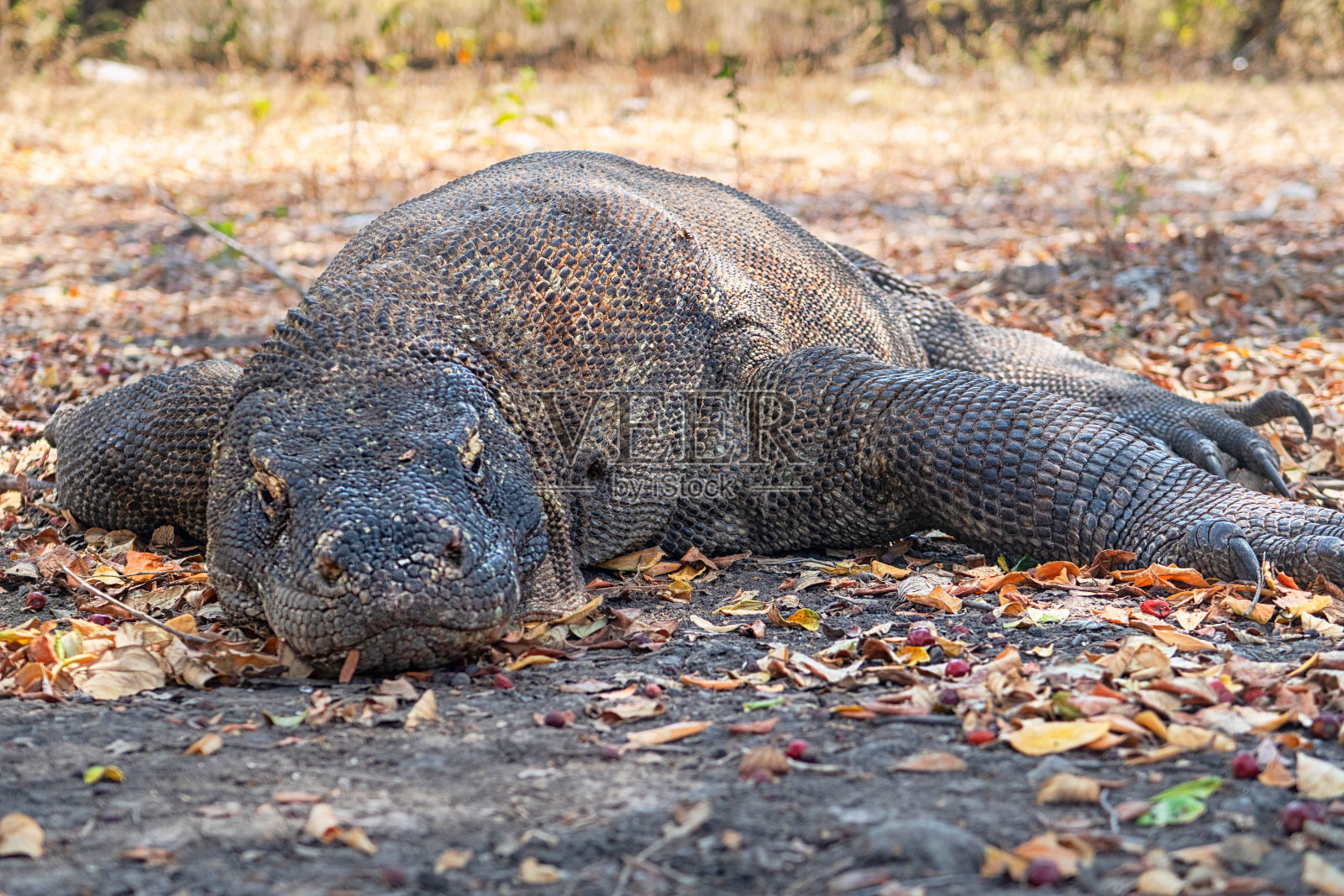 与科莫多龙面对面的肖像-科莫多国家公园，弗洛雷斯，印度尼西亚照片摄影图片