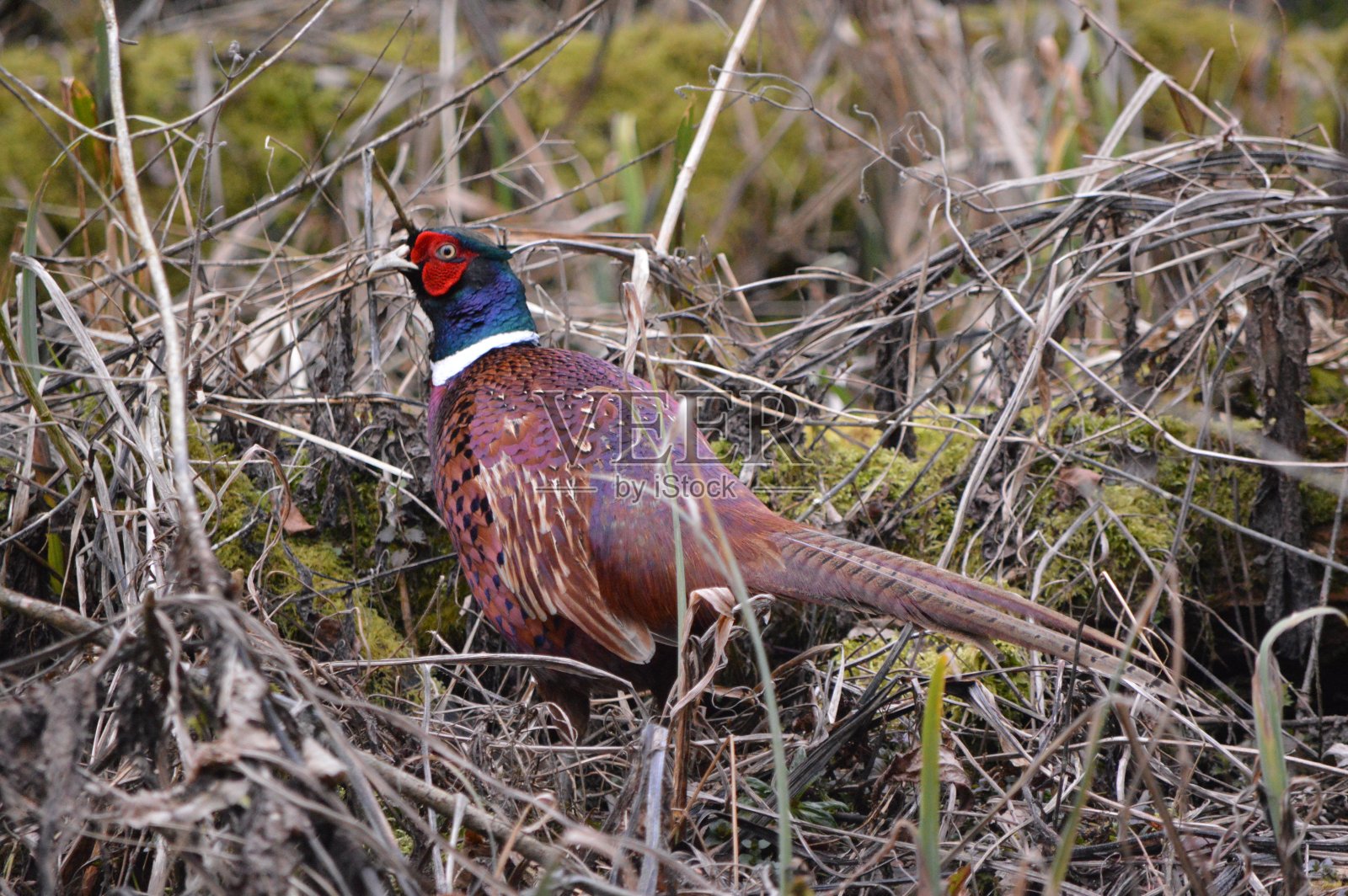 的野鸡照片摄影图片