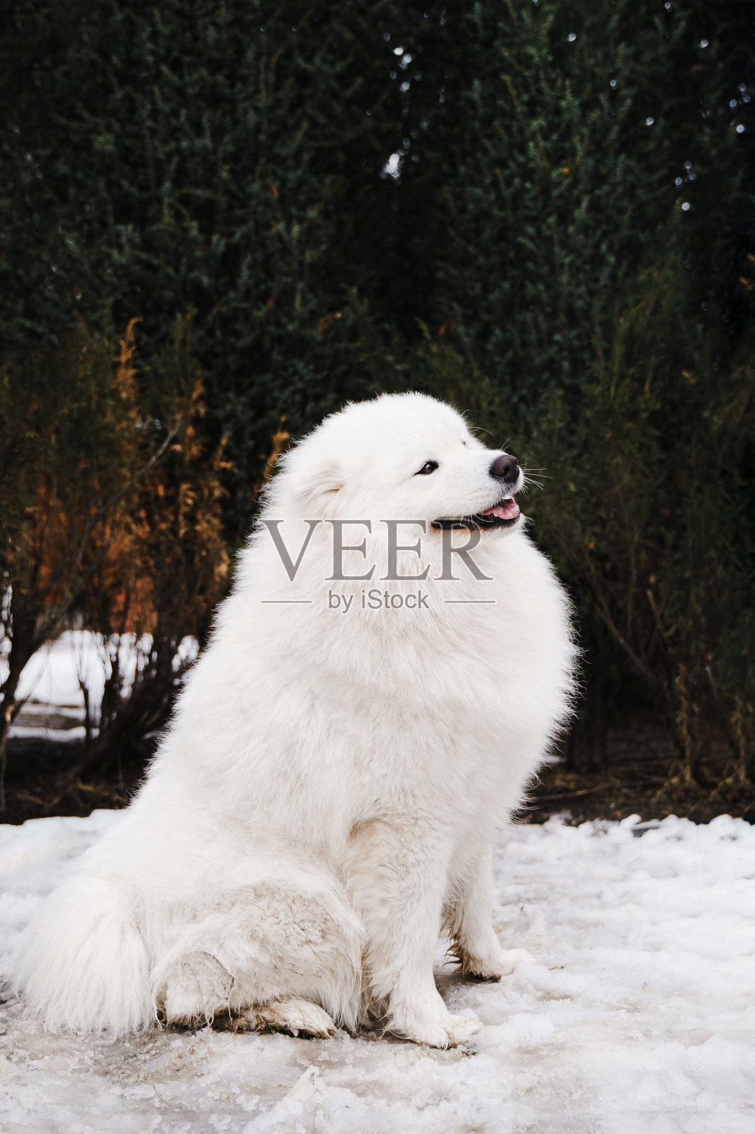 白色毛绒绒的萨摩耶狗坐在户外的一个公园看一边，快乐的表情和微笑。侧视图，垂直照片照片摄影图片