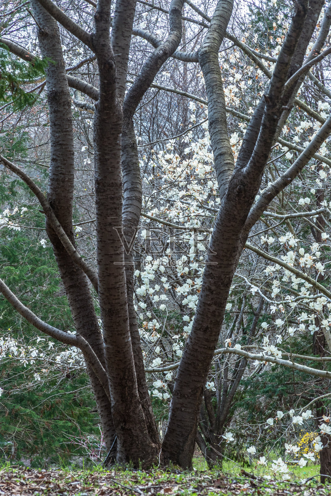 春天的气息照片摄影图片