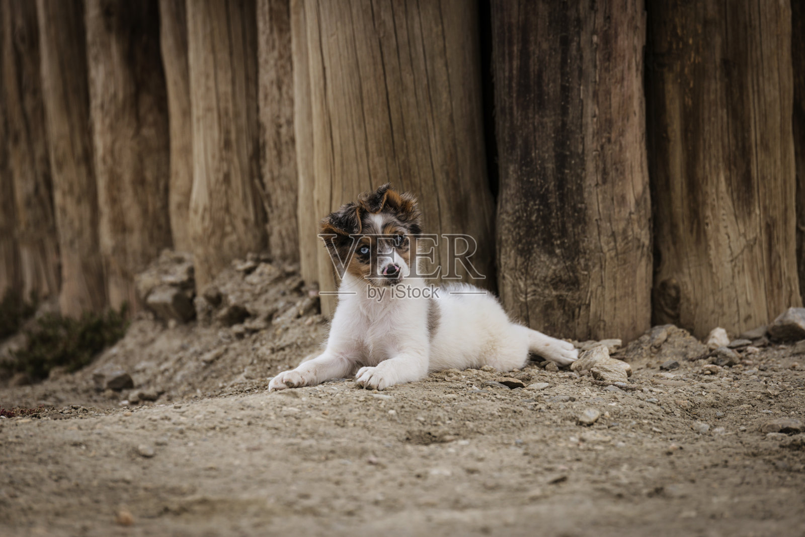 休息的狗照片摄影图片