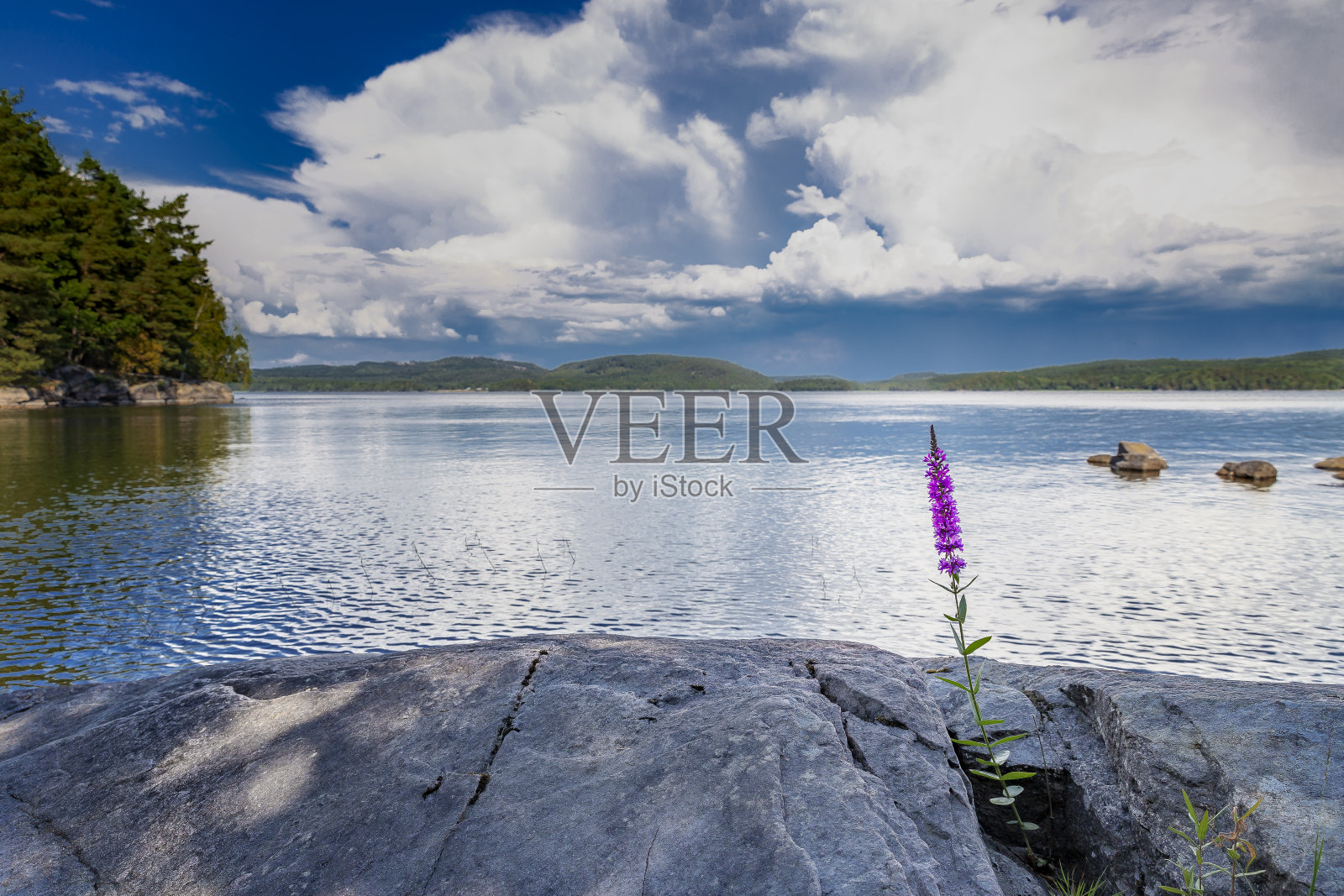 花紫色珍珠菜照片摄影图片