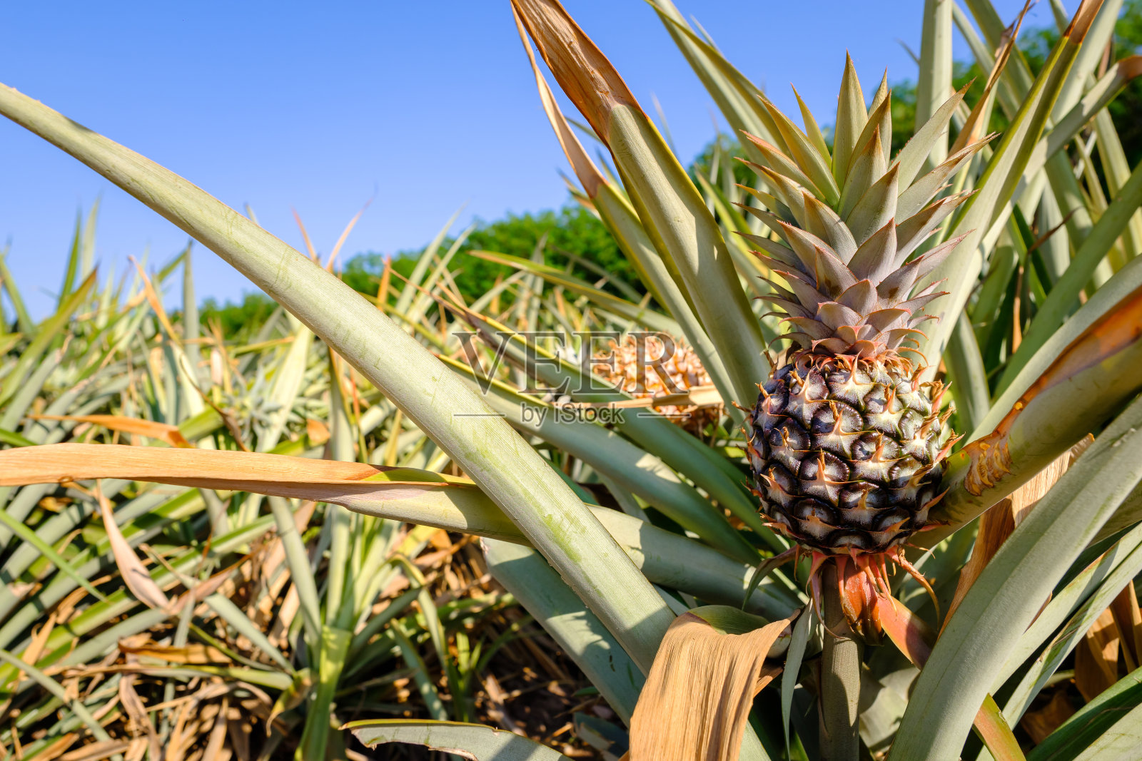 菠萝生产照片摄影图片