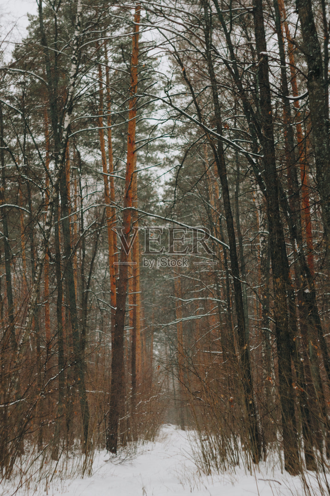 美丽的冬季公园有高大的松树和白雪照片摄影图片
