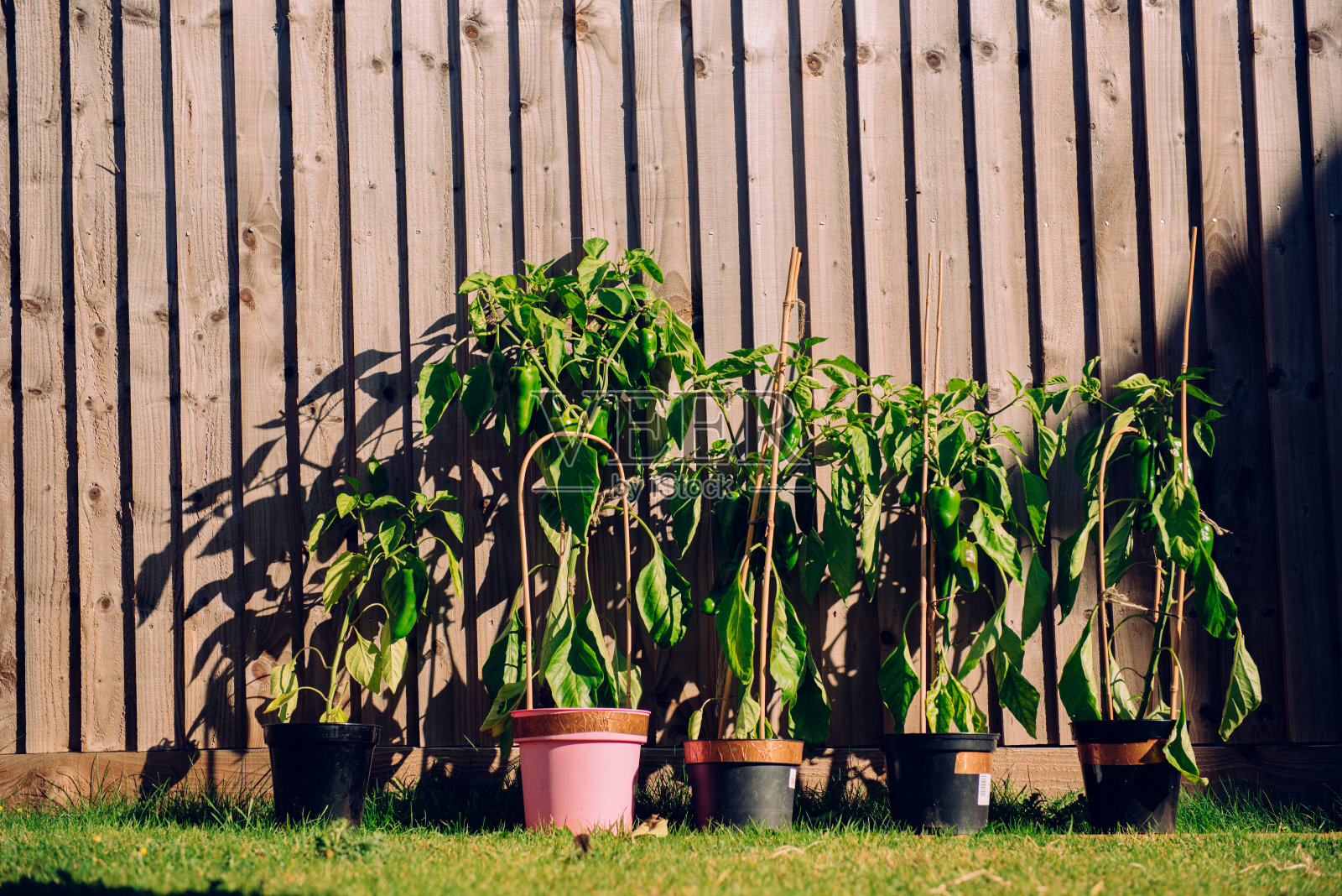 一组甜椒植物照片摄影图片