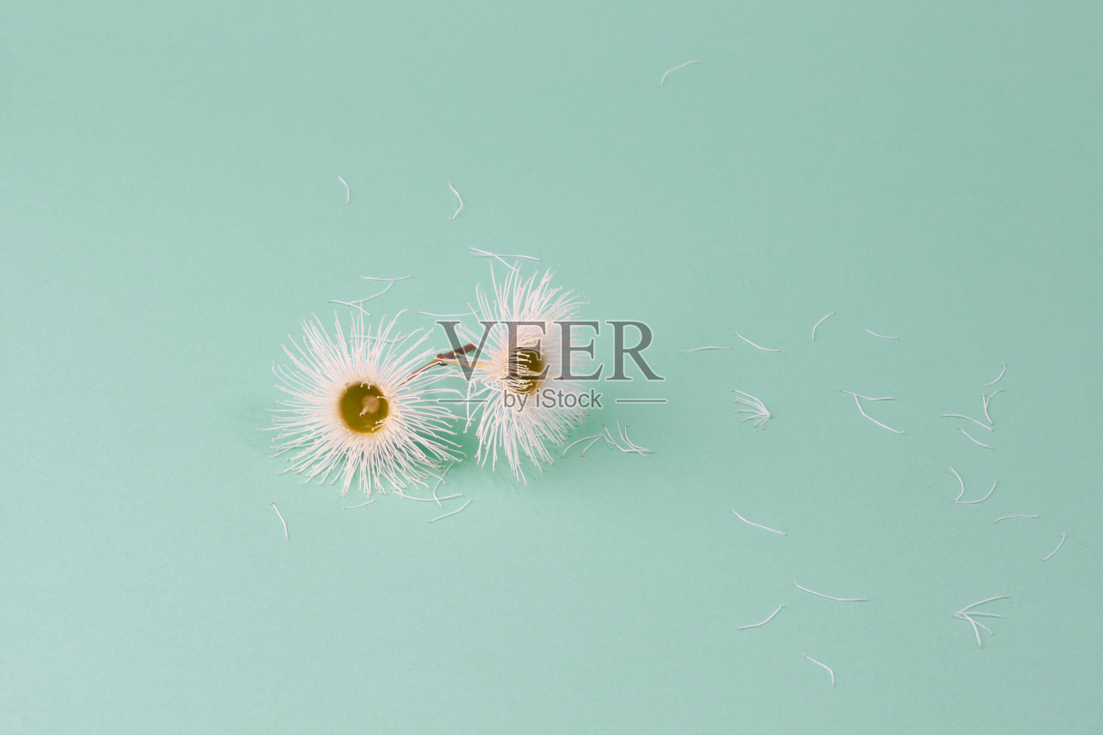 两棵桉树花在淡绿色的背景与复制空间照片摄影图片