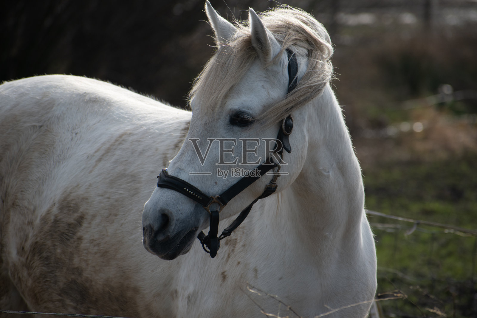 阳光照耀下的白马照片摄影图片