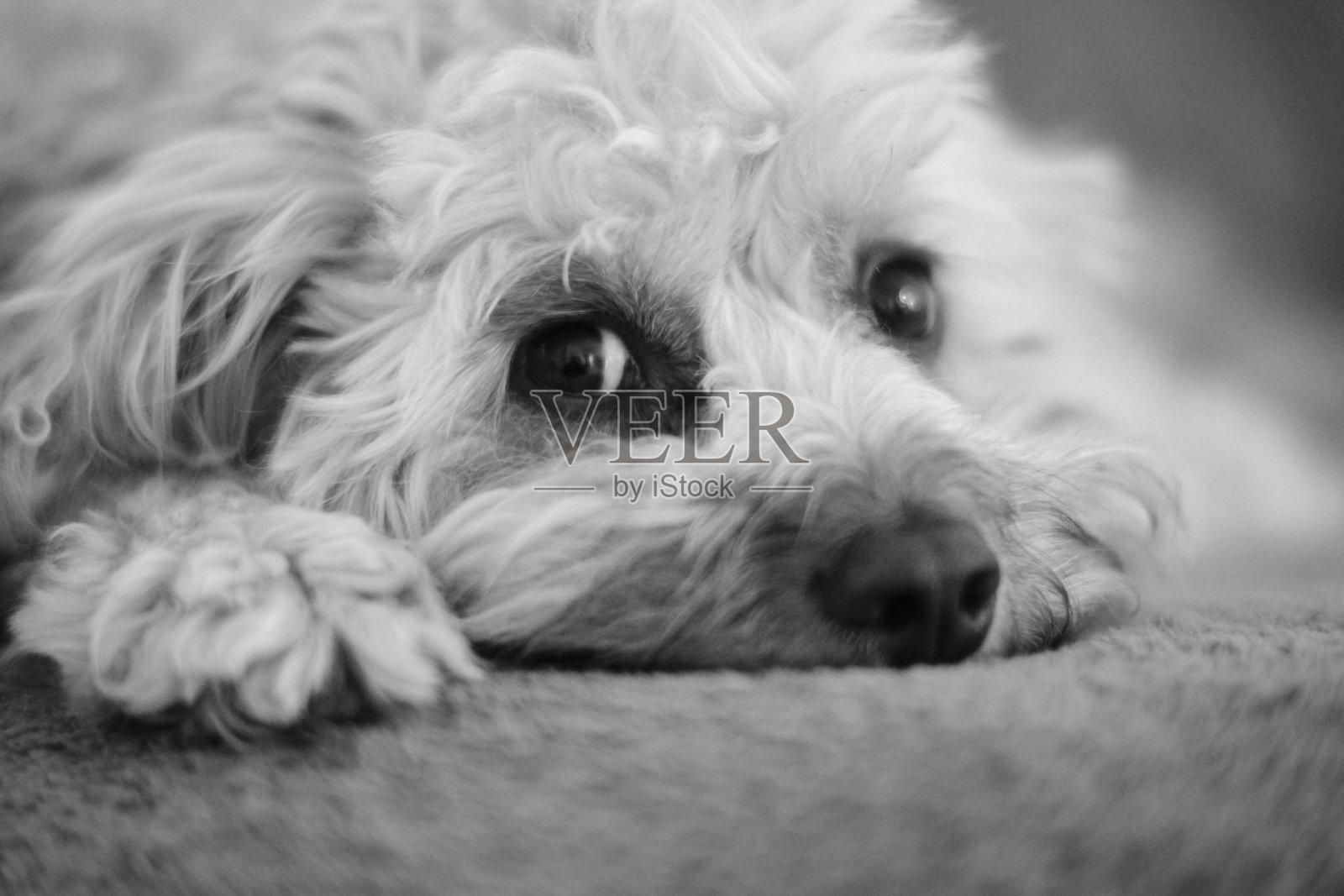 卡瓦波小狗的眼睛特写在黑色和白色照片摄影图片