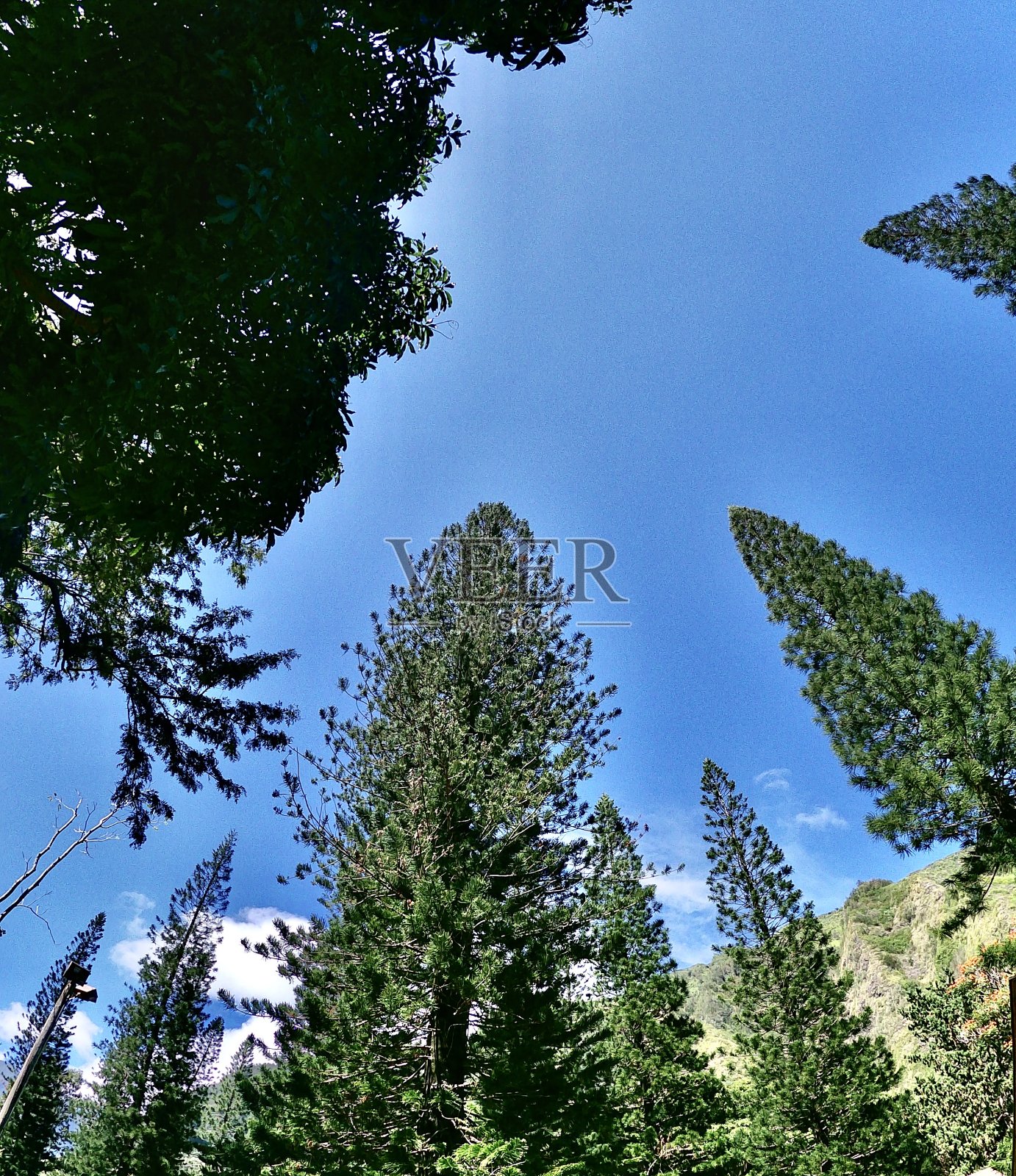 青松向上照片摄影图片