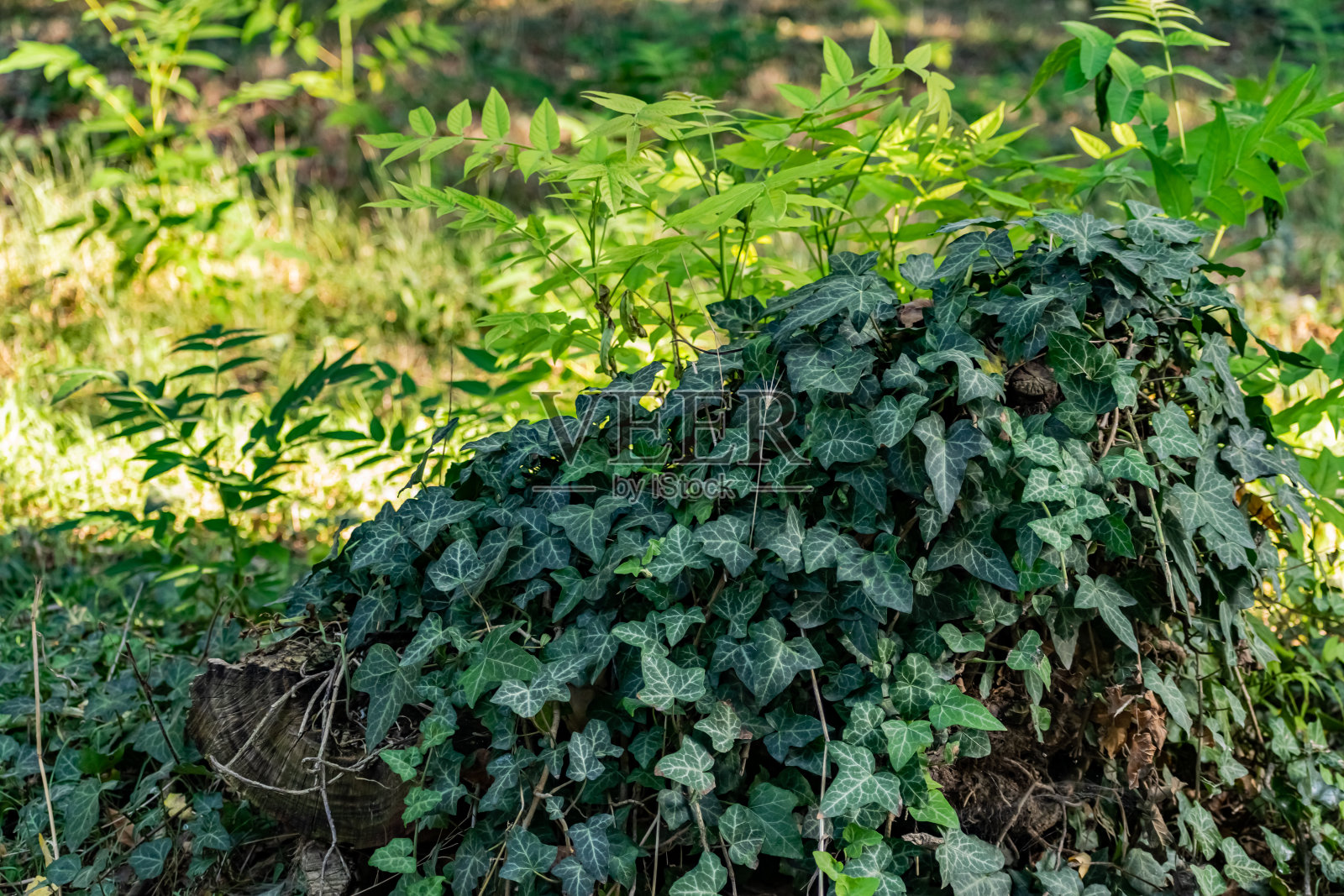 大自然是野生的森林，绿油油的植被很多，常青藤到处编织，这种植物攀附在树桩和树干的树枝上照片摄影图片