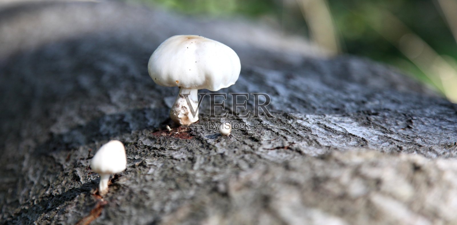 被伐倒的树上的蘑菇照片摄影图片