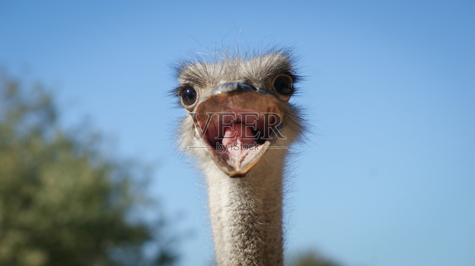 野生动物照片摄影图片