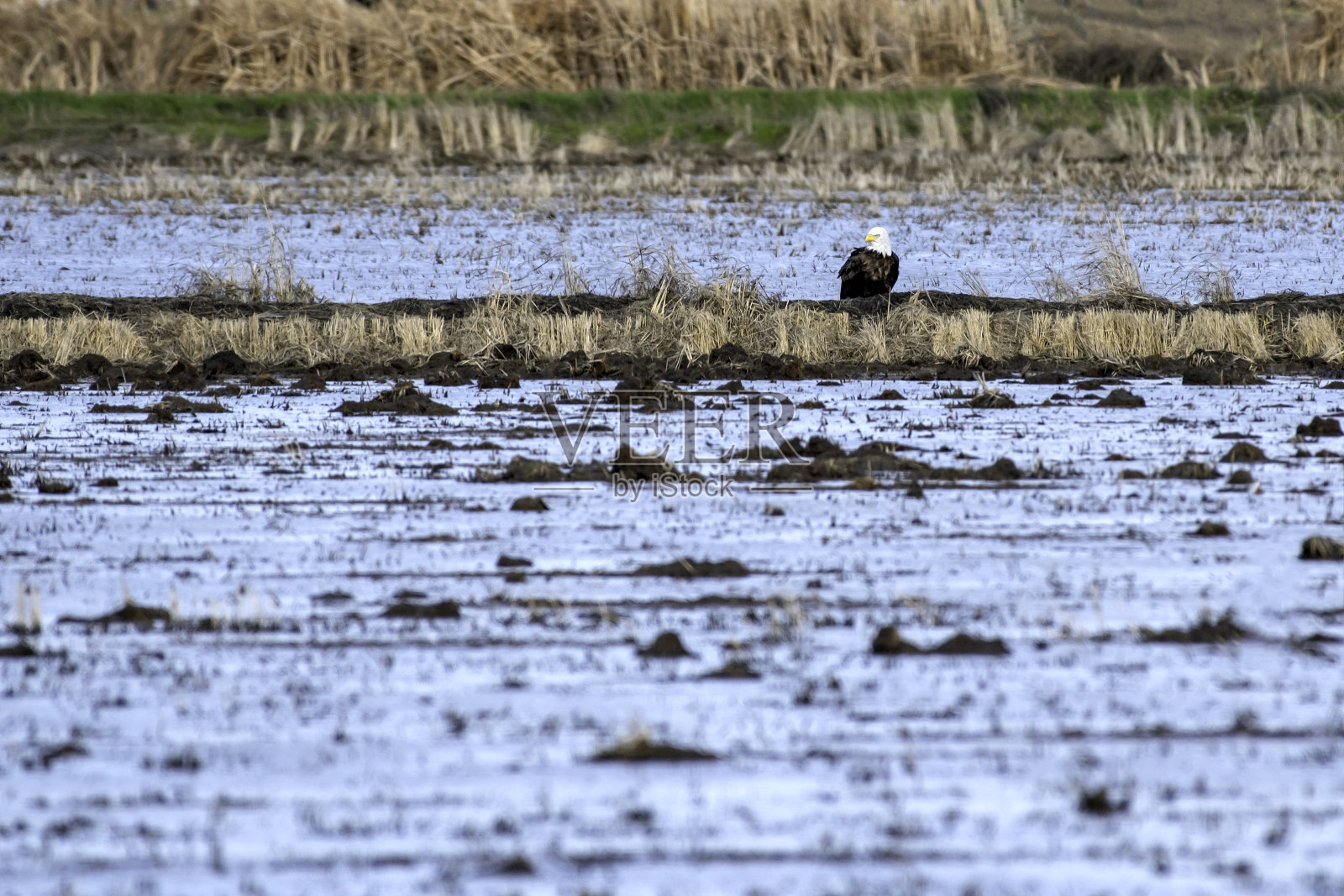 稻田里的秃鹰照片摄影图片