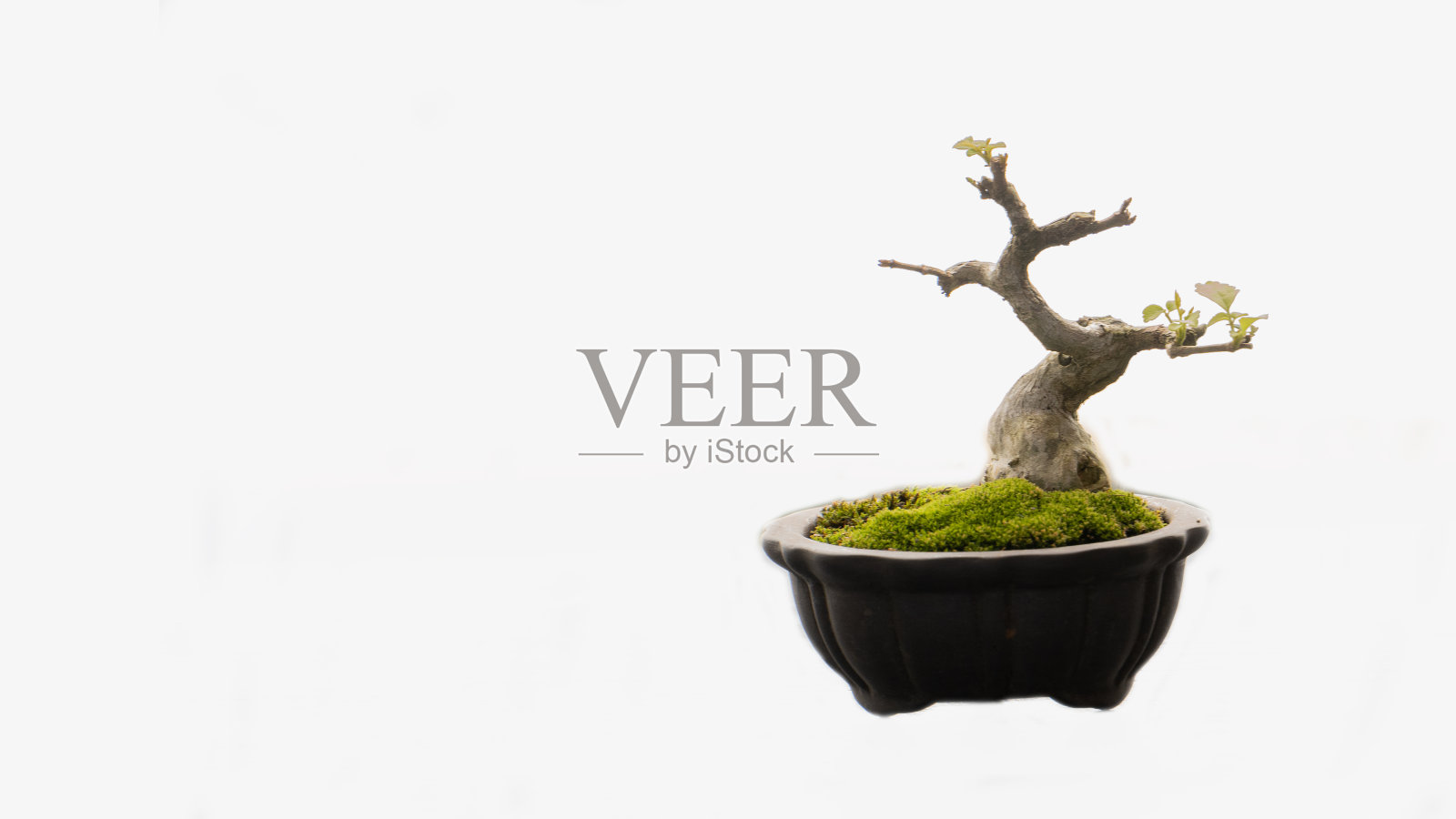 盆栽树在一个黑色的陶罐，把它从一个白色的背景照片摄影图片