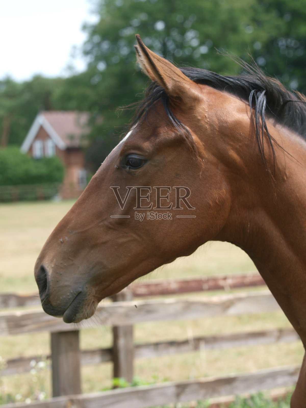 马的头开枪照片摄影图片