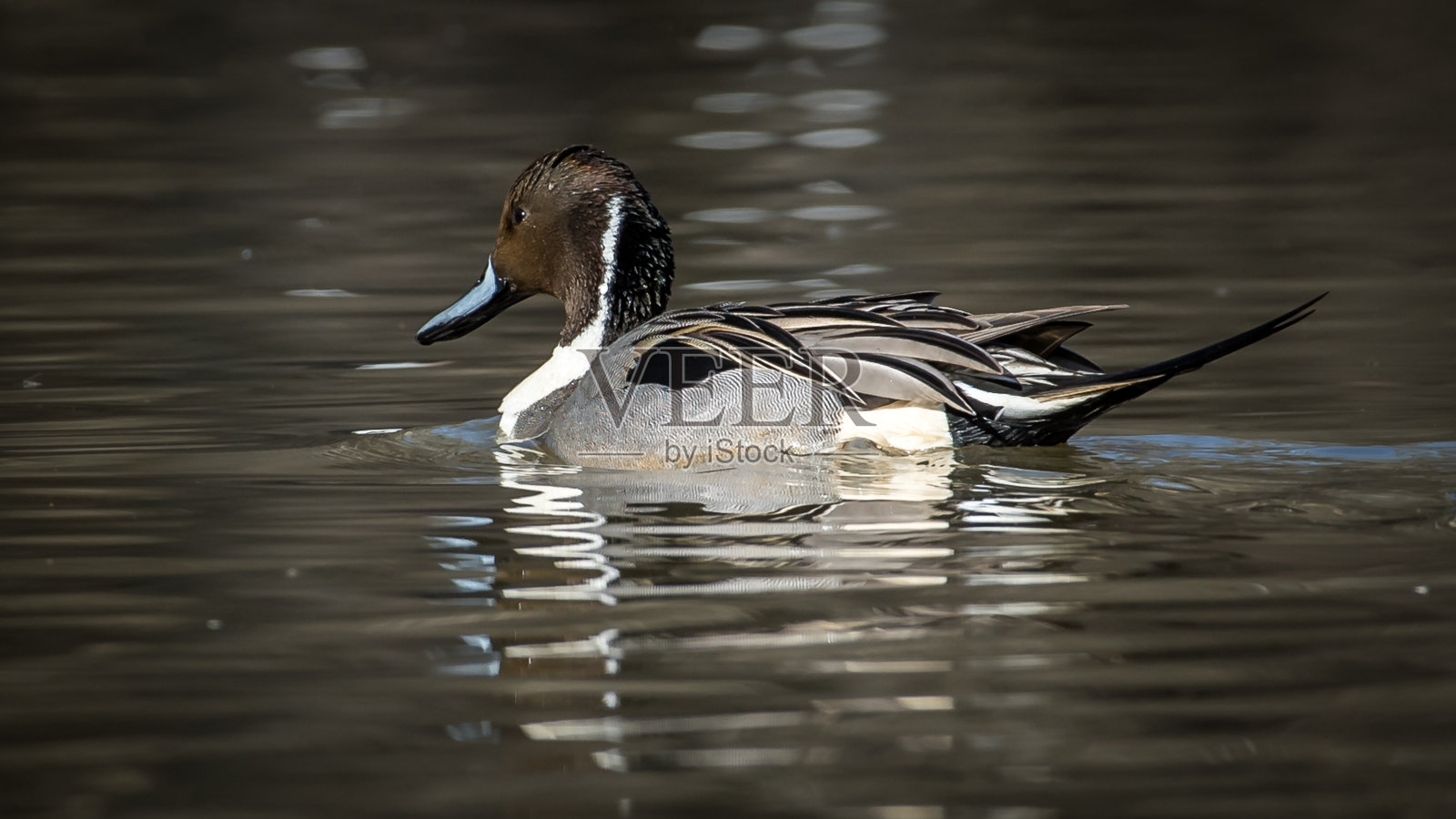 弗吉尼亚州亨特利草地公园的针尾鸭照片摄影图片