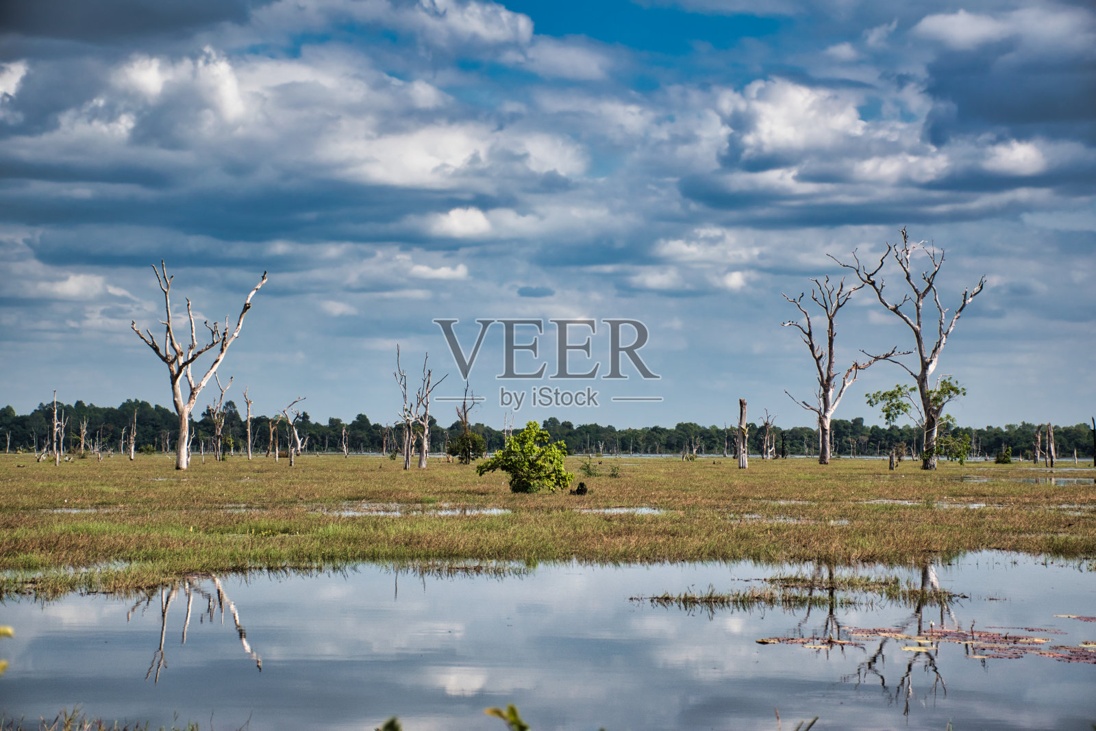 湖的风景和死树周围的Neak Poan，这是一个人工岛，在Jayatataka Baray的一个圆形岛屿上有一座佛教寺庙照片摄影图片