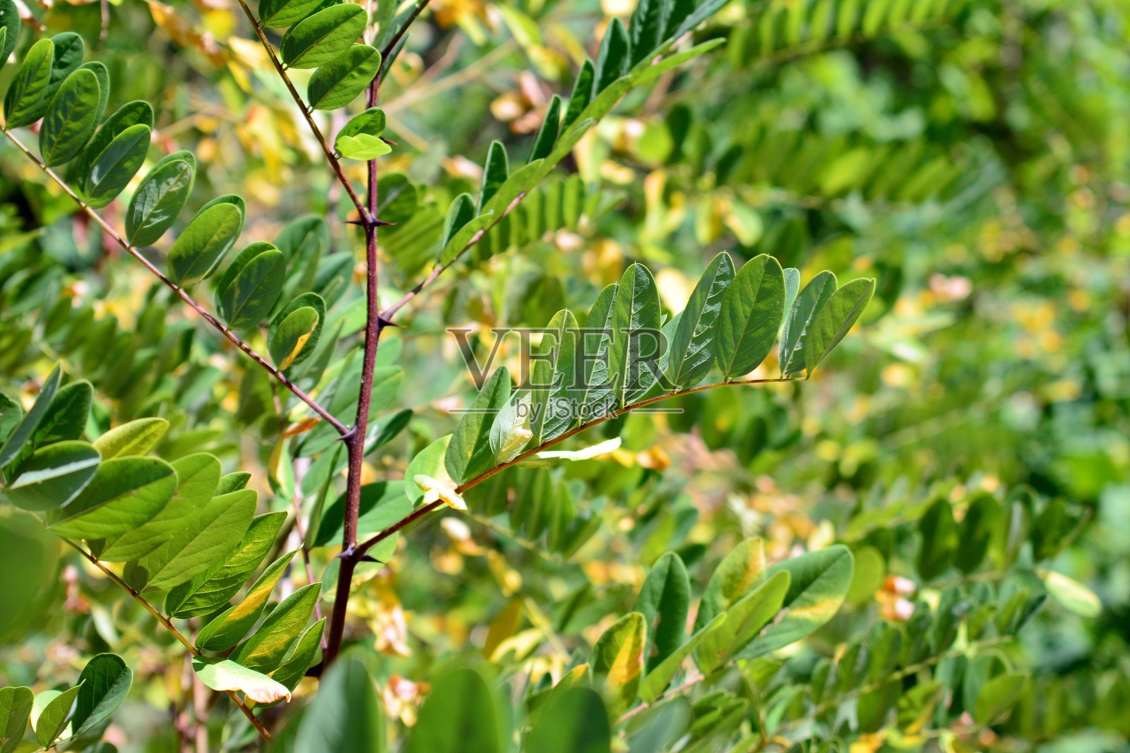 绿色的月桂叶在丛林自然背景照片摄影图片