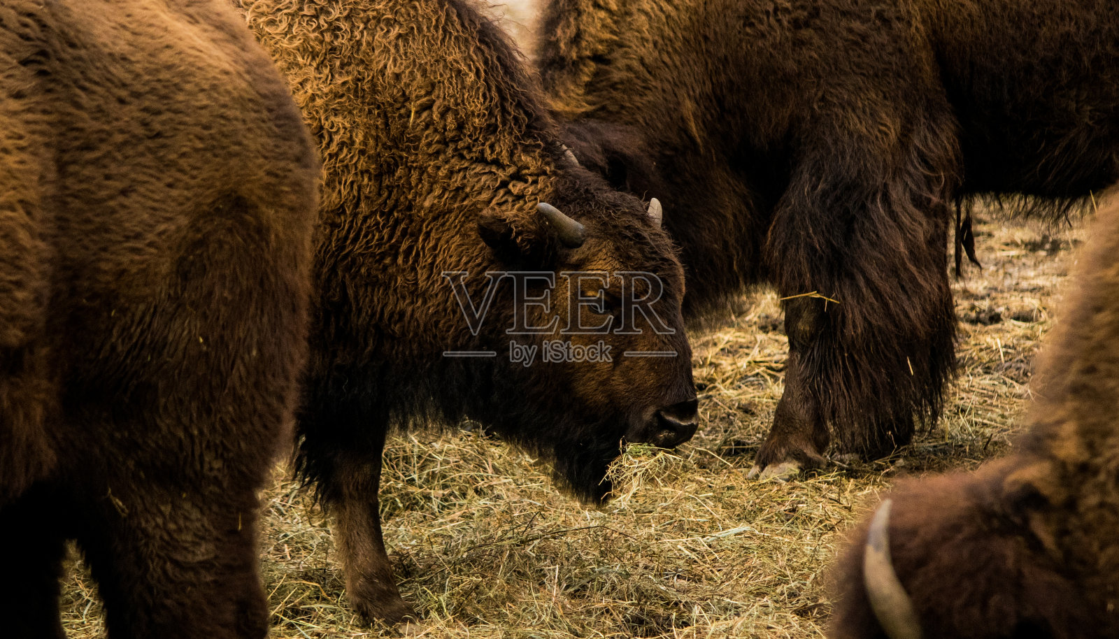 野牛照片摄影图片