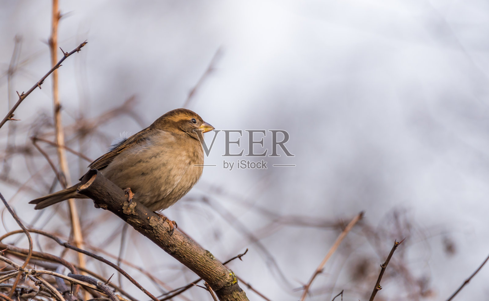 灌木丛树枝上的棕色麻雀照片摄影图片
