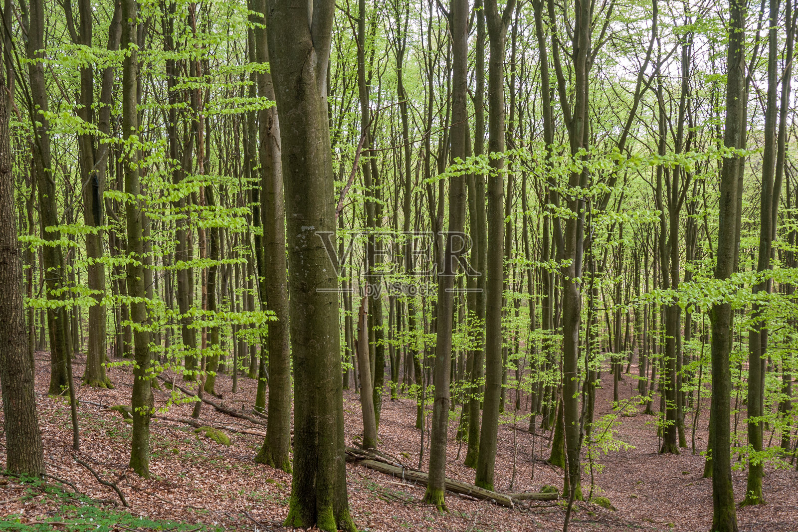 雾气蒙蒙的春天山毛榉林在瑞典南部的一个自然保护区，选择性的焦点照片摄影图片