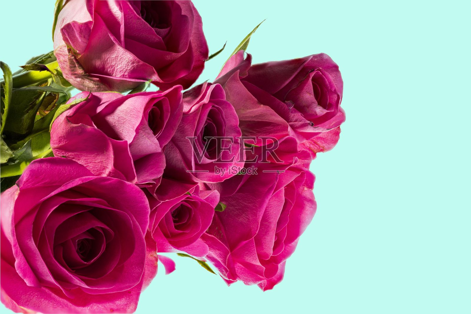 美丽的粉红色玫瑰近距离观看孤立的蓝色背景。美丽的背景。情人节的背景。明信片。照片摄影图片