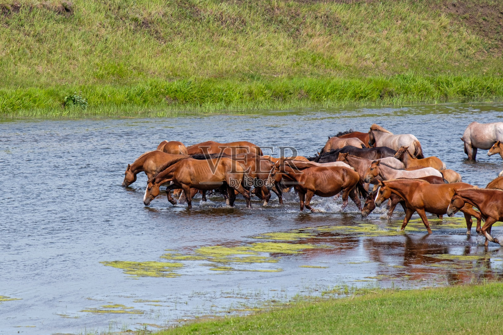 一群马沿着河边走，站着喝水照片摄影图片