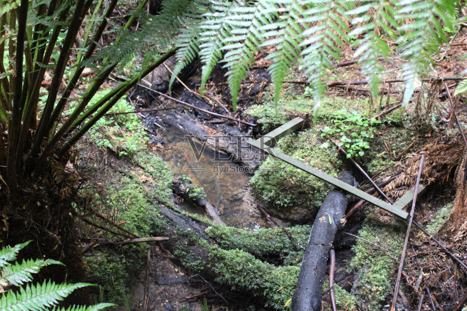 Maits Rest雨林散步照片摄影图片